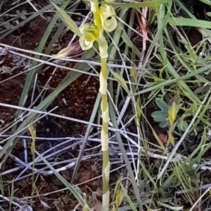 Hymenochilus bicolor (ACT) = Pterostylis bicolor (NSW) at Watson, ACT - suppressed