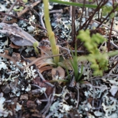 Hymenochilus bicolor (ACT) = Pterostylis bicolor (NSW) at Watson, ACT - suppressed