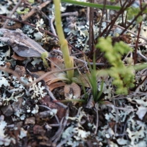 Hymenochilus bicolor (ACT) = Pterostylis bicolor (NSW) at Watson, ACT - suppressed