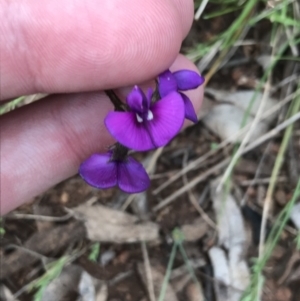 Swainsona sericea at Deakin, ACT - suppressed