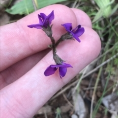 Swainsona sericea at Deakin, ACT - suppressed