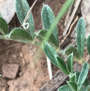 Swainsona sericea at Deakin, ACT - suppressed