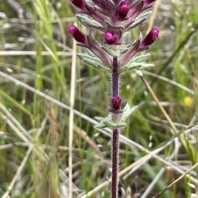 Parentucellia latifolia (Red Bartsia) at Jerrabomberra, ACT - 21 Oct 2021 by JaneR