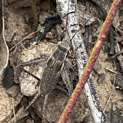 Grylloidea (superfamily) (Unidentified cricket) at Jerrabomberra, NSW - 22 Oct 2021 by Steve_Bok