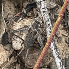 Grylloidea (superfamily) at Jerrabomberra, NSW - 22 Oct 2021