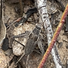 Grylloidea (superfamily) at Jerrabomberra, NSW - 22 Oct 2021 06:24 PM