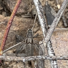 Grylloidea (superfamily) at Jerrabomberra, NSW - 22 Oct 2021