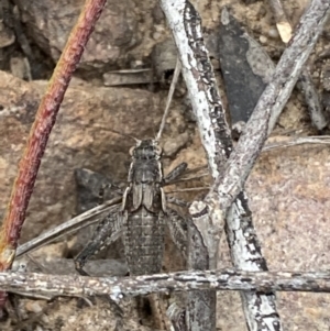 Grylloidea (superfamily) at Jerrabomberra, NSW - 22 Oct 2021 06:24 PM