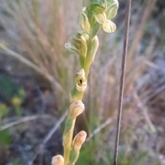 Hymenochilus bicolor (Black-tip Greenhood) at Watson, ACT - 22 Oct 2021 by Sarah2019