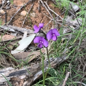 Swainsona sericea at Deakin, ACT - suppressed