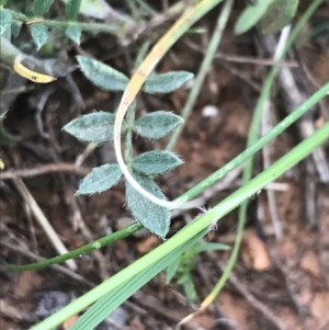Swainsona sericea at Deakin, ACT - suppressed