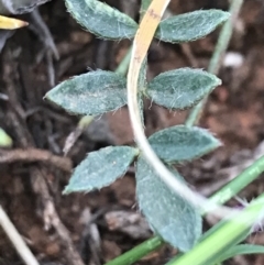 Swainsona sericea at Deakin, ACT - suppressed