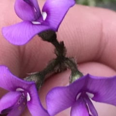 Swainsona sericea at Deakin, ACT - suppressed