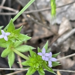 Sherardia arvensis at Jerrabomberra, ACT - 21 Oct 2021