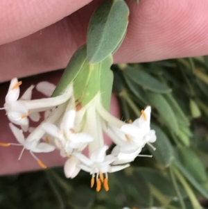 Pimelea linifolia subsp. caesia at Deakin, ACT - 21 Oct 2021 06:05 PM