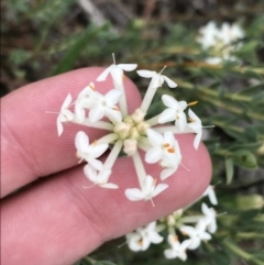 Pimelea linifolia subsp. caesia at Deakin, ACT - 21 Oct 2021 06:05 PM