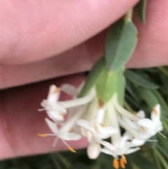 Pimelea linifolia subsp. caesia at Deakin, ACT - 21 Oct 2021 06:05 PM