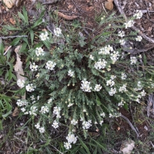 Pimelea linifolia subsp. caesia at Deakin, ACT - 21 Oct 2021