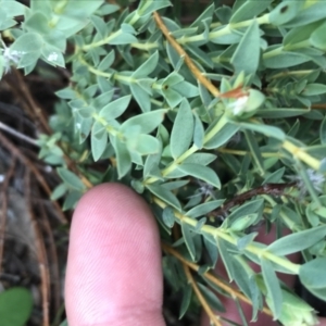 Pimelea linifolia subsp. caesia at Deakin, ACT - 21 Oct 2021 06:05 PM