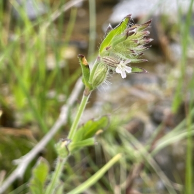 Silene gallica var. gallica (French Catchfly) at Jerrabomberra, ACT - 21 Oct 2021 by JaneR