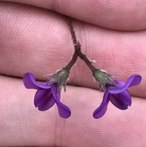 Swainsona sericea at Deakin, ACT - suppressed