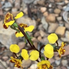 Diuris semilunulata at Jerrabomberra, NSW - 22 Oct 2021