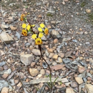 Diuris semilunulata at Jerrabomberra, NSW - 22 Oct 2021