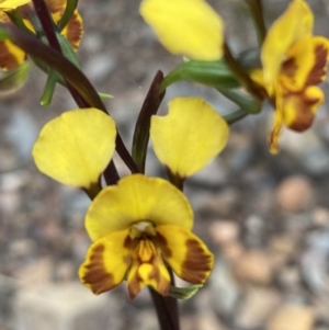 Diuris semilunulata at Jerrabomberra, NSW - 22 Oct 2021