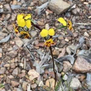 Diuris semilunulata at Jerrabomberra, NSW - 22 Oct 2021