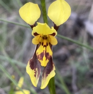 Diuris sulphurea at Jerrabomberra, NSW - 22 Oct 2021