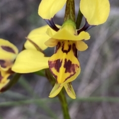 Diuris sulphurea at Jerrabomberra, NSW - 22 Oct 2021