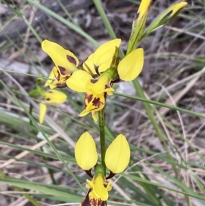 Diuris sulphurea at Jerrabomberra, NSW - 22 Oct 2021