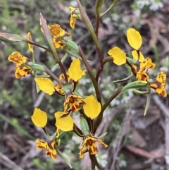 Diuris semilunulata (Late Leopard Orchid) at Mount Jerrabomberra - 22 Oct 2021 by Steve_Bok