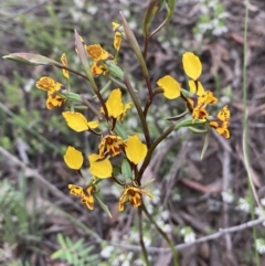 Diuris semilunulata at Karabar, NSW - 22 Oct 2021