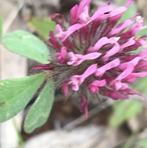 Trifolium hirtum at Deakin, ACT - 21 Oct 2021