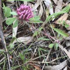 Trifolium hirtum at Deakin, ACT - 21 Oct 2021