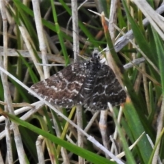 Chrysolarentia melanchlaena (Dark-cloaked Carpet) at Mount Clear, ACT - 22 Oct 2021 by JohnBundock