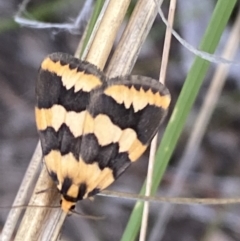 Termessa shepherdi (Shepherd's Footman) at Jerrabomberra, NSW - 22 Oct 2021 by Steve_Bok