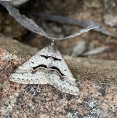 Dichromodes atrosignata (Black-signed Heath Moth ) at Mount Jerrabomberra - 22 Oct 2021 by SteveBorkowskis