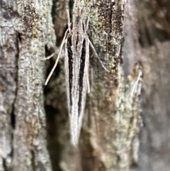 Leptosaces schistopa at Jerrabomberra, NSW - 22 Oct 2021 by SteveBorkowskis