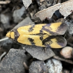 Olbonoma triptycha (Chezela Group) at Mount Jerrabomberra - 22 Oct 2021 by SteveBorkowskis