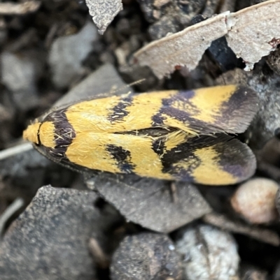 Olbonoma triptycha (Chezela Group) at Mount Jerrabomberra - 22 Oct 2021 by Steve_Bok