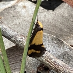 Olbonoma triptycha (Chezela Group) at Mount Jerrabomberra - 22 Oct 2021 by SteveBorkowskis