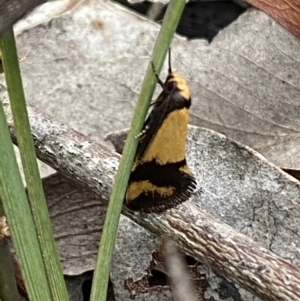 Olbonoma triptycha at Jerrabomberra, NSW - 22 Oct 2021 06:25 PM