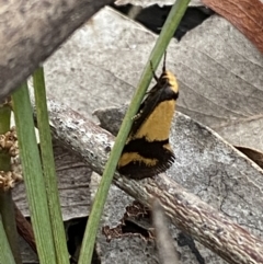 Olbonoma triptycha at Jerrabomberra, NSW - 22 Oct 2021 06:25 PM