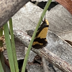 Olbonoma triptycha at Jerrabomberra, NSW - 22 Oct 2021 06:25 PM