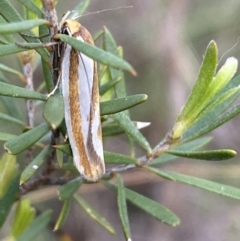 Phytotrypa propriella (A Concealer moth (Wingia group)) at Mount Jerrabomberra - 22 Oct 2021 by SteveBorkowskis
