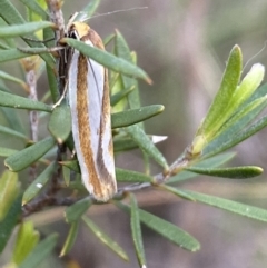 Phytotrypa propriella (A concealer moth) at Mount Jerrabomberra - 22 Oct 2021 by SteveBorkowskis