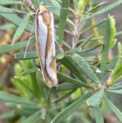 Phytotrypa propriella at Jerrabomberra, NSW - 22 Oct 2021