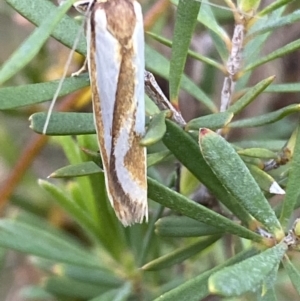 Phytotrypa propriella at Jerrabomberra, NSW - 22 Oct 2021